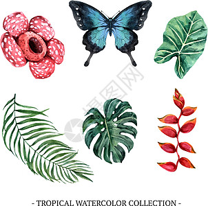 一套独立的水彩叶子和花卉插图 用于装饰图片
