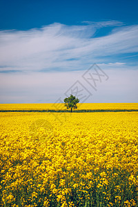 在油菜田的树在蓝天下与云彩 春天风景 在黄色油菜籽领域的孤立树季节牧场花田土地农田天空农业晴天农村地平线图片