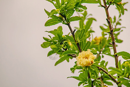 配有绿叶和白石榴花的石榴树植物水果花瓣食物果汁季节生长植物学异国叶子图片