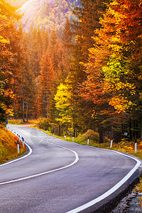 蜿蜒的道路视图 秋季 意大利南蒂罗尔阿尔卑斯山的沥青路面 阿尔卑斯山森林两侧弯曲道路和黄色落叶松的秋季景象 白云石阿尔卑斯山 意图片