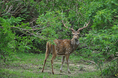斯里兰卡亚拉国家公园鹿鹿鹿角图片