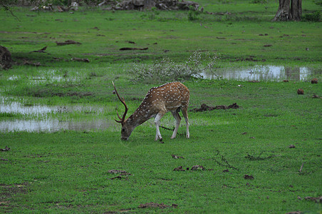 斯里兰卡亚拉国家公园的一只鹿图片