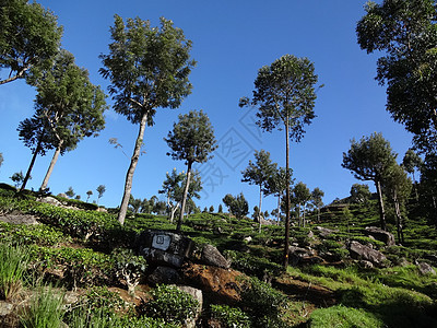 斯里兰卡哈普塔勒市附近的茶叶种植园农业绿茶叶子文化旅行农场植物栽培火车吸引力图片