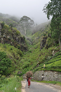 斯里兰卡哈普塔勒市附近的茶叶种植园文化火车旅行农场场地农业栽培绿茶吸引力收获图片