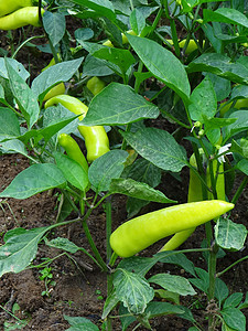 斯里兰卡某处的绿胡椒厂种植园胡椒篮子烹饪蔬菜市场香料文化花园辣椒图片
