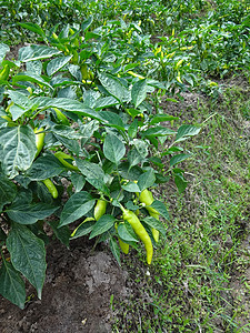 斯里兰卡某处的绿胡椒厂种植园烹饪篮子花园蔬菜辣椒市场香料植物胡椒图片