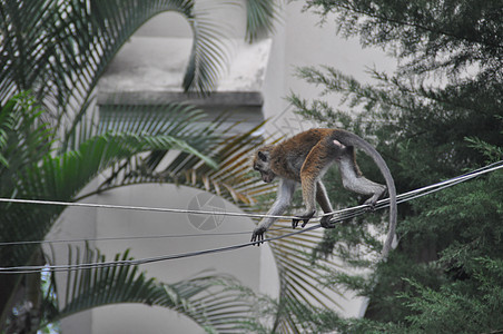 斯里兰卡Kandy的蒙面猴子图片