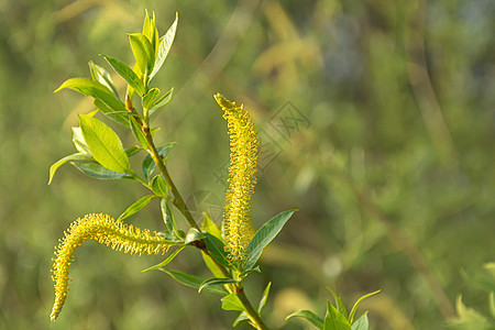 一种植物的黄花 近身 模糊 底底图片