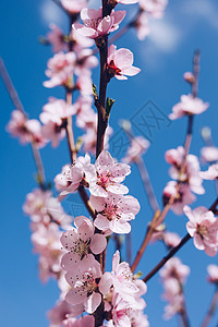 与开花的春天边界背景 特写镜头 抽象花卉春天背景 在模糊的自然背景上开花春天的花朵春天的背景与散景花园太阳樱花叶子阳光花瓣天空晴图片