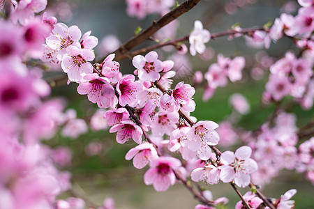 反对蓝天的开花的樱桃 樱花 春天的背景 春天盛开的樱花树 春天樱花 粉红色的花朵园艺晴天天空宏观阳光花园叶子太阳植物群花瓣图片