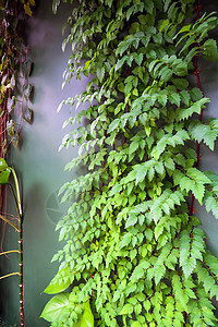 墙上绿色常春藤的图像花园石墙园艺草本植物植物群房子蔬菜植物叶子水泥图片