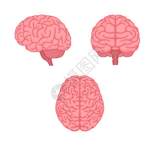 人体大脑矢量插图3个角度组器官创新生物下丘脑头脑小脑神经教育知识分子风暴图片