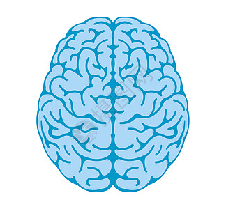 人体大脑矢量插图以上视图创造力心理学思考爬行动物智力神经头脑下丘脑身体天才图片