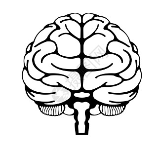 人类大脑矢量插图前视图知识创新药品头脑风暴下丘脑器官生物生物学解剖学图片