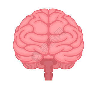 人类大脑矢量插图前视图神经药品知识下丘脑记忆解剖学器官创造力头脑创新图片