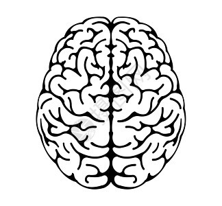 人体大脑矢量插图以上视图身体知识教育生物创新头脑记忆创造力小脑神经图片