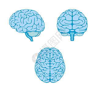 人体大脑矢量插图3个角度组创造力生物学教育小脑药品知识心理学解剖学爬行动物头脑图片