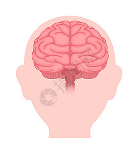 人类大脑矢量插图前视图记忆药品神经生物天才心理学创新知识身体思考图片