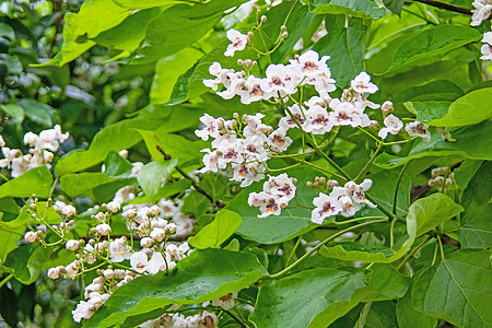 含有绿叶的树和白花花园天空公园日光植物学梓花植物季节叶子美丽图片