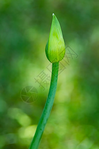 特写天然的花芽植物学园艺植物灯泡叶子公园大葱花园洋葱食物图片