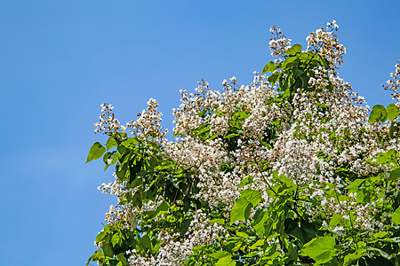 含有绿叶的树和白花叶子花瓣花园日光季节植物学梓花天空植物群灌木图片