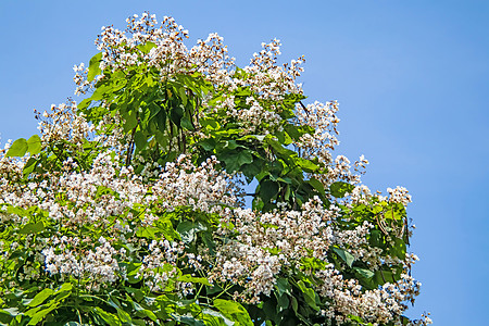 含有绿叶的树和白花日光梓花植物学植物灌木花园花瓣植物群美丽种植图片