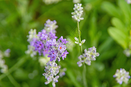 以含花的熏衣树婚礼植物群香水卡片植物紫色叶子乡村香味疗法图片