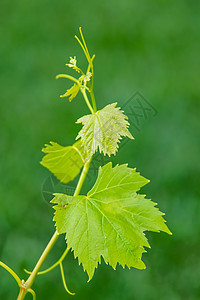 禁闭葡萄树叶植物葡萄园水果生长农场酒厂花园食物收成宏观图片