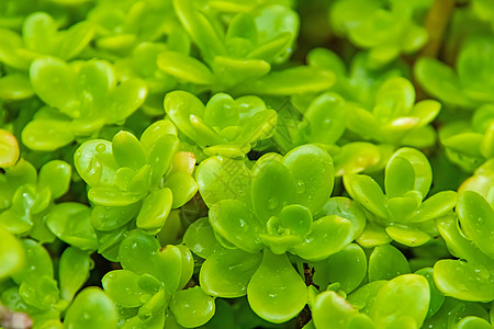 用绿叶特写石灰厂叶子植物群生长树叶光环饰品风头环境花园绿色植物图片