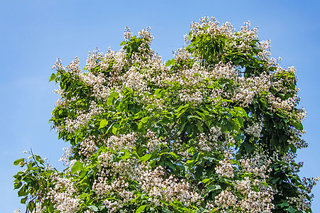 含有绿叶的树和白花种植叶子日光植物群公园花瓣梓花灌木天空季节图片