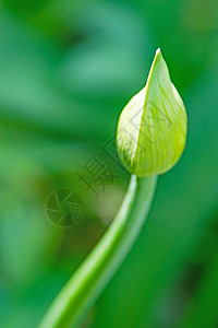 特写天然的花芽植物学草本植物植物群植物紫色公园叶子大葱草地花瓣图片