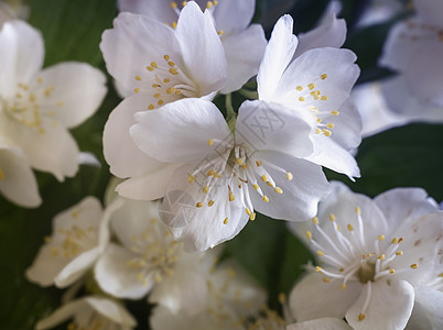 茉莉枝上美丽的精美白色花朵花束园艺公园天空植物群叶子植物学宏观香味花园图片