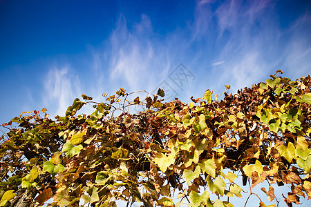 秋天季节藤蔓的五颜六色的叶子棕色金子植物群天空植物黄色季节性红色活力图片