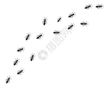 蚂蚁标志图标矢量插图设计害虫漏洞卡通片工人踪迹团队标识殖民地团体昆虫图片