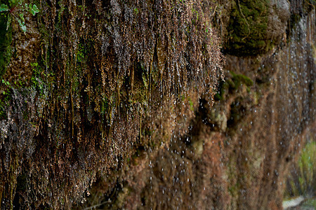 水从长满计划的山岩流下石头地衣公园生态叶子植物流动溪流植物群地面图片
