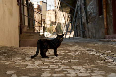 一只流浪黑猫走进小巷生活孤独小猫荒野村庄毛皮宠物猫咪城市野生动物背景图片