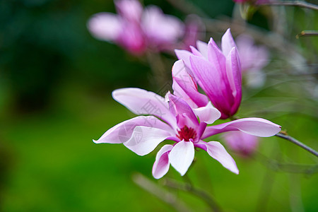 在城市公园里盛放木兰花花瓣植物学植物花园百合季节紫色衬套生长灌木图片