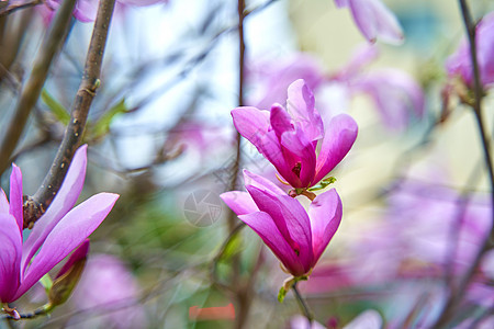 在城市公园里盛放木兰花季节植物叶子衬套花园紫色植物群晴天生长花瓣图片