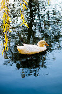在池塘边的白鸭子观鸟野生动物游泳账单荒野羽毛男性图片