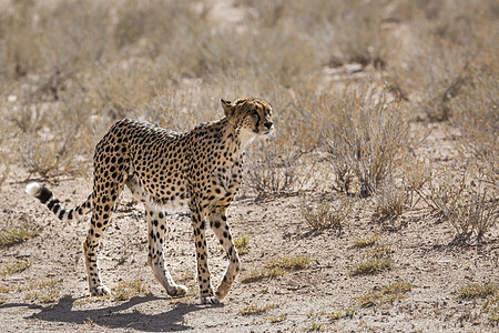 南非Kgalagadi跨界公园Cheetah野生动物旅游猎豹生物猫科动物沙漠目的地哺乳动物荒野图片