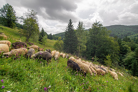 牧羊群在绿山田里放牧 农耕动物村庄顶峰人群家畜草地团体草原晴天农场图片
