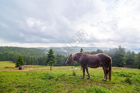 农村自然景观 仅高地野外放牧的马匹 自然风景草原家畜爬坡农场荒野下雨国家场地森林全景背景图片