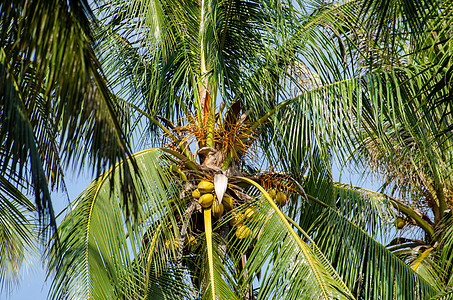 绿椰子树图片
