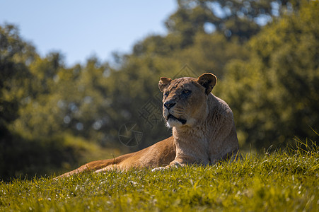 女性狮子在炎热的一天躺在热带草原草原上图片