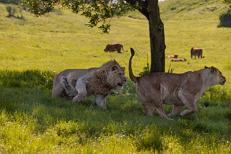 嬉戏的狮子们在树荫下游戏雄狮地形跑步夫妻全身野猫食肉荒野栖息地阴影图片