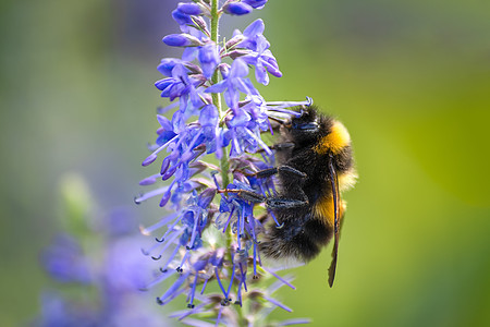 大黄蜂在草原上的一朵蓝花上植物群季节环境花蜜昆虫花园花粉蓝色荒野漏洞图片