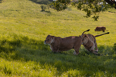 嬉戏的狮子们在树荫下游戏跑步草原男性全身大猫阴影狮子野猫动物捕食者图片