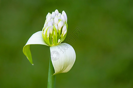 特写天然的花芽草地生长食物草本植物花瓣园艺场地季节植物植物学图片