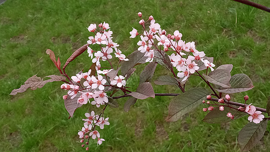 春花之春背景 沙克库拉的盛开植物群季节花瓣水果植物果园花束柔软度花园粉色图片