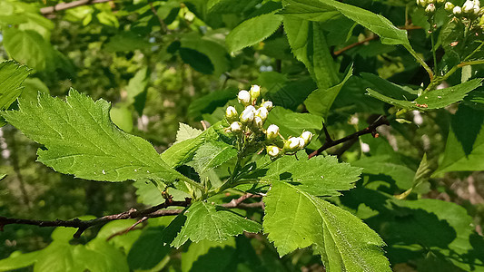 生菜 自然中的绿色叶子 自然的概念生长农业植物背景玫瑰叶季节玫瑰药品园艺植物群图片